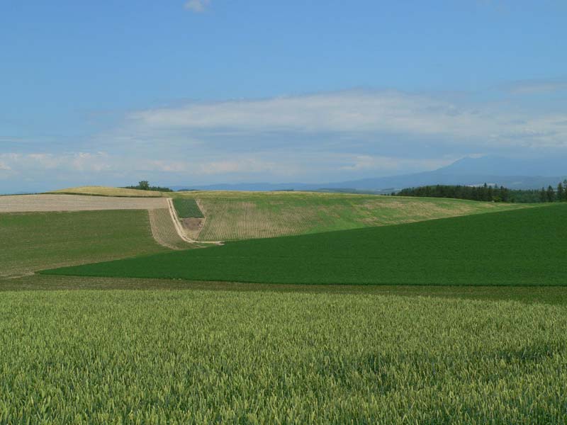 牧草地と麦畑